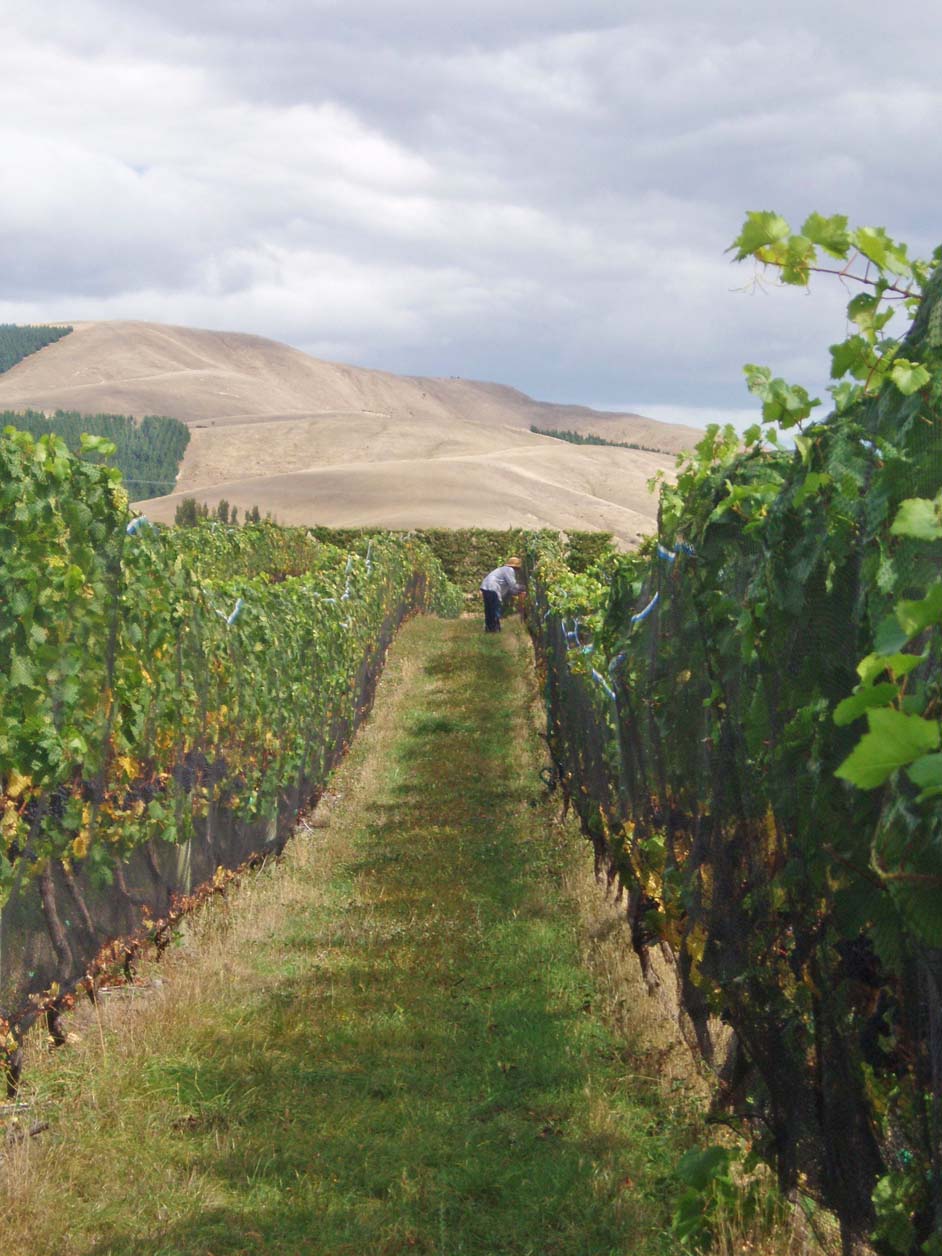 Andy Harris in the pinot rows checking brix levels