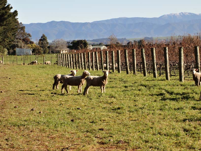 Sheep grazing at Stonecrop